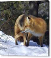 The Sly Red Fox Canvas Print