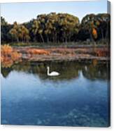 The Swan Of Cross Village Marsh Canvas Print