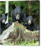 The Three Bears Canvas Print