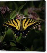 The Tiger Swallowtail Canvas Print