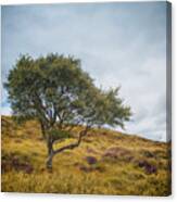 The Tree On The Hillside Canvas Print