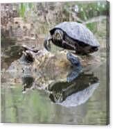 The Turtle And The Eel At Nomahegan Park Canvas Print