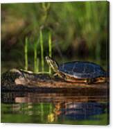 The Turtle Canvas Print