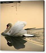 The Ugly Duckling Canvas Print