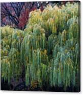 The Willows Of Central Park Canvas Print