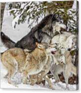 The Wolf Pack Canvas Print