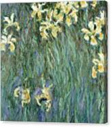 The Yellow Irises Canvas Print