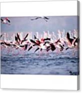 There Will Be Fire ...... A Flock Of Canvas Print