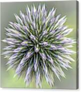 Thistle Ii Canvas Print