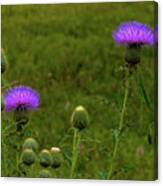 Thistle Lights And Preying Mantis Canvas Print
