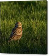 Those Big Eyes At Sunset Canvas Print