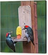 Three Backyard Woodpeckers Canvas Print