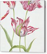 Three Broken Tulips Canvas Print