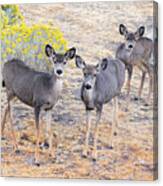 Three Mule Deer In High Desert Canvas Print