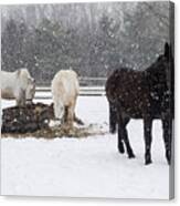 Farm Animals At Lunchtime In The Snow Canvas Print