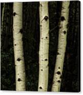 Three Pillars Of The Forest Canvas Print