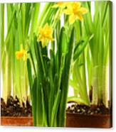 Three Pots Of Daffodils On White Canvas Print