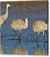 Three Sandhill Cranes Canvas Print