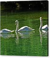 Three Swans Aswimming Canvas Print