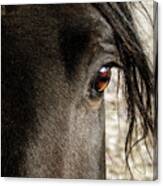 Through The Eye Of A Stallion Canvas Print