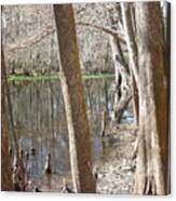 Through The Trees On The Ocklawaha River Canvas Print
