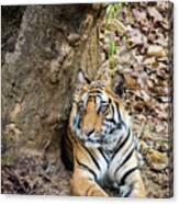 Tiger Beauty Canvas Print