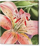 Tiger Lily Close Up Canvas Print