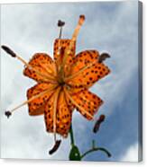 Tiger Lily In A Shower Canvas Print