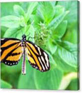 Tiger Longwing Butterfly Canvas Print