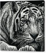 Tiger Pause Canvas Print