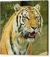 Tiger Stare Canvas Print