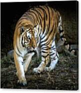 Tiger Stripes Memphis Zoo Canvas Print
