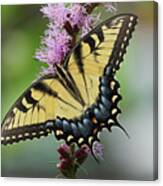 Tiger Swallowtail Butterfly 01240 Canvas Print