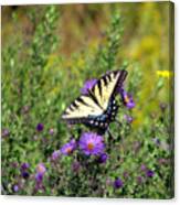 Tiger Swallowtail Butterfly 2 Canvas Print