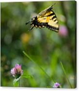 Tiger Swallowtail Butterfly In Flight Canvas Print