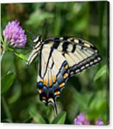 Tiger Swallowtail Butterfly Canvas Print