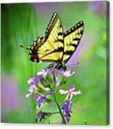 Tiger Swallowtail Canvas Print
