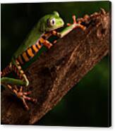 Tiger Tree Frog Climbing Canvas Print