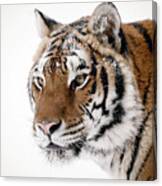 Tiger Up Close Canvas Print