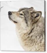Timber Wolf In Winter Canvas Print