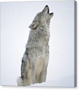 Timber Wolf Portrait Howling In Snow Canvas Print