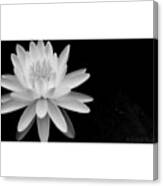 Black And White -timeless Lily Canvas Print