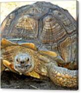 Timothy The Giant Tortoise Canvas Print