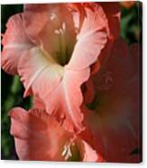 Tiny Ruffles Gladiolus Canvas Print