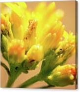 Tiny Yellow Flowers Macro Lake Skinner California Canvas Print