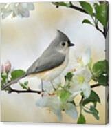 Titmouse In Blossoms 1 Canvas Print