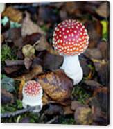 Toadstools In The Woods V Canvas Print