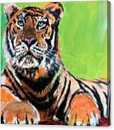 Tom Tiger Canvas Print