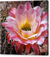 Torch Cactus Flower Canvas Print