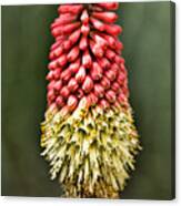 Torch Lily Canvas Print